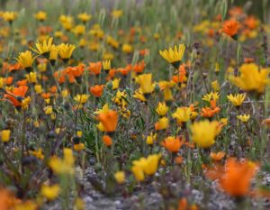 African Daisies