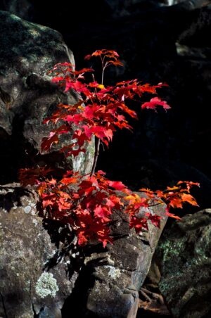 Red Maple