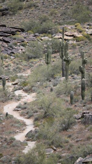 Landscape 6
