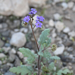 Scorpionweed