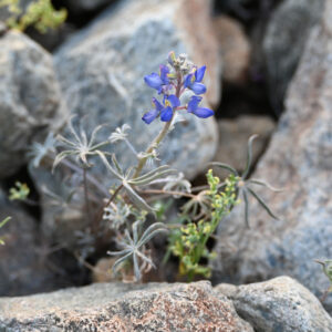 Desert Lupine